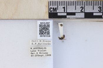 Media type: image;   Entomology 787218 Aspect: labels